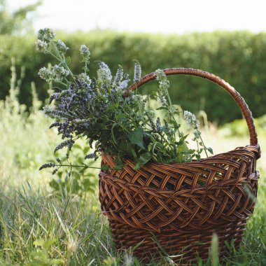 Şifalı bitkiler adaçayı, melissa, nane