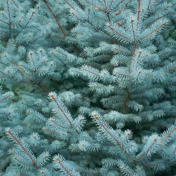 Fluffiga Grenar Vintergröna Blå Julgran Med Nålar Skogen Grön Växt — Stockfoto