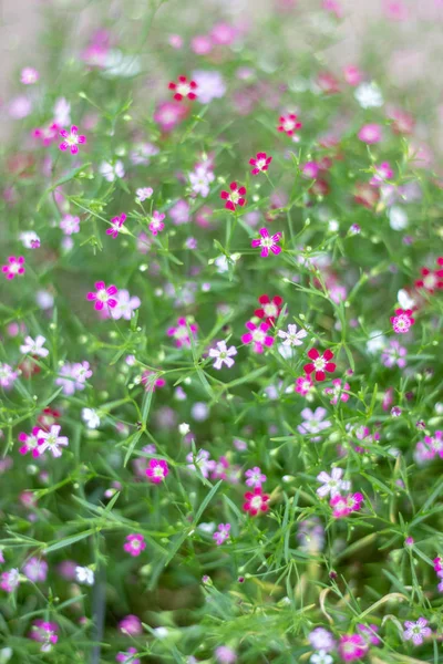 Image Jardin Fleuri Rose Avec Beau Flou Vert — Photo