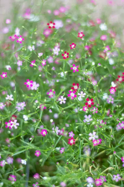 Imagem Jardim Flores Rosa Com Belo Borrão Verde — Fotografia de Stock