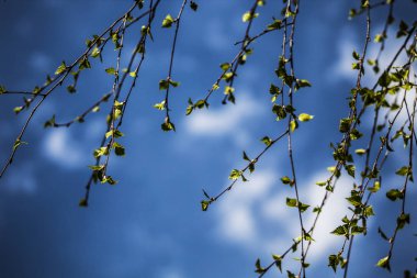 Mavi gökyüzüne karşı ağaç dalları.