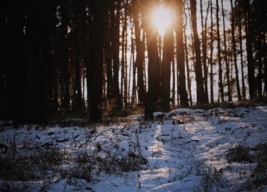 Kış orman, güneş ışınlarının aracılığıyla, soğuk kar kapsayan onların yol yapmak..