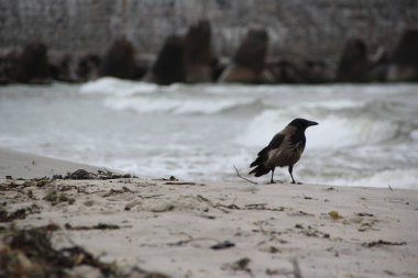 Kumlu deniz kıyısındaki bir karga