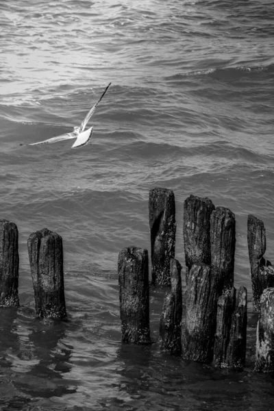 Martı Denizin Üzerinde Uçuyor Siyah Beyaz Fotoğraf — Stok fotoğraf