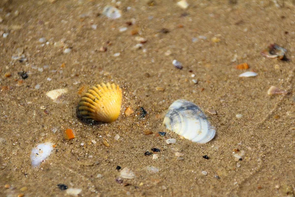 Colorful Shells Whole Broken Waves Sandy Sea Shore — Stock Photo, Image