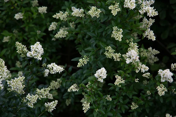 Blooming White Flowers Elderberry Park — Stock Photo, Image