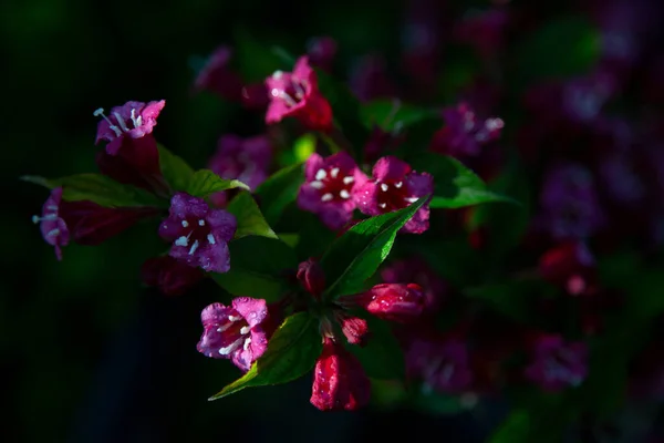 盛开的紫苏花 美丽的花园花朵 — 图库照片