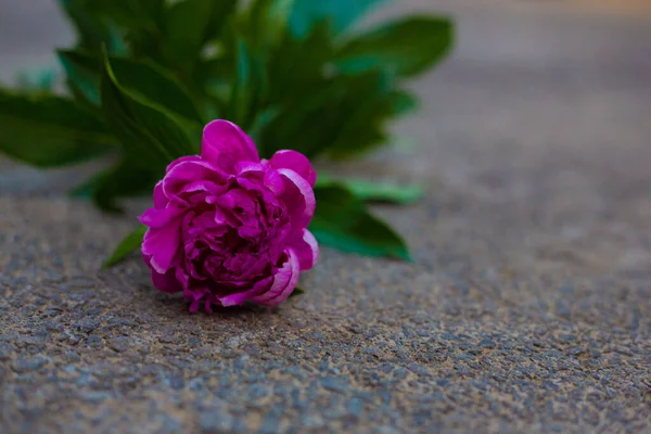 花园里漂亮的粉色牡丹 — 图库照片