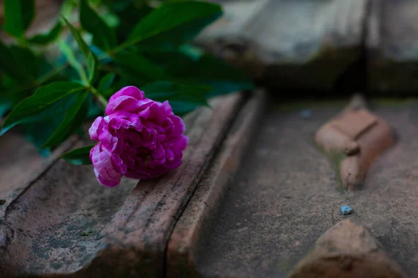 Schöne Rosa Pfingstrose Garten — Stockfoto