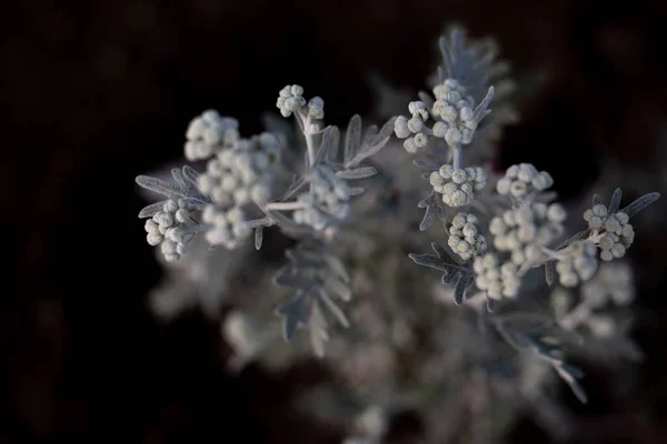 Cineraria Schöne Weiße Blüten Auf Schwarzem Hintergrund — Stockfoto