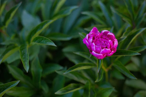 Beautiful Pink Peony Garden — Stock Photo, Image
