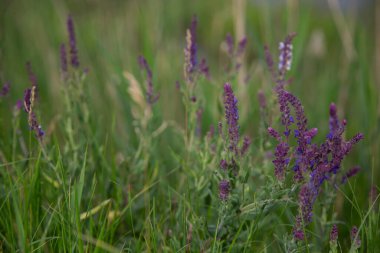 Güzel çayır çiçekleri ve otlar