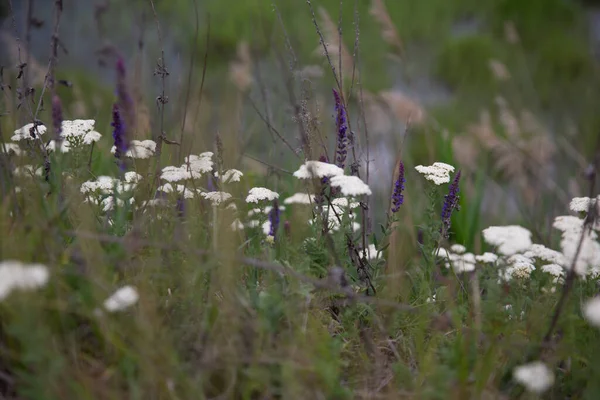 Beautiful Meadow Flowers Grasses — Stock Photo, Image