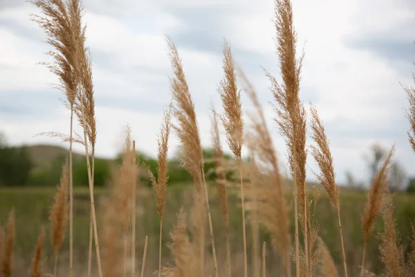 Reed Contra Céu — Fotografia de Stock