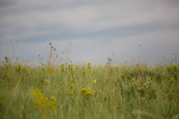 Beautiful Scenery Cloudy Sky Rain Wind Bends Grass Field Ground — Stock Photo, Image