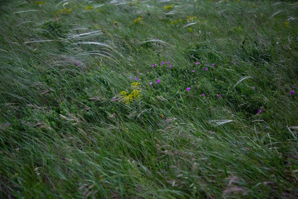 Трава Поле Цветы Трава Ветру — стоковое фото