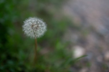 Bir yaz akşamında orman yolunda tüylü bir karahindiba.