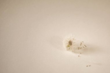 Beyaz arka planda beyaz hava karahindiba - çok güzel bir minimalist arka plan