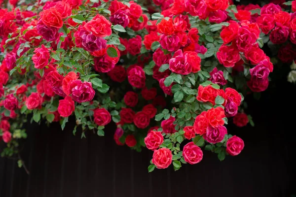 Blooming Red Roses Fence Summer — Stock Photo, Image