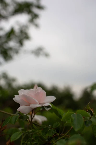 Pink Rose Cloudy Sky Park — Stock Photo, Image