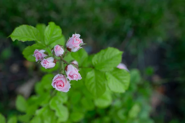 Little Pink Roses Branch Garden — Stock Photo, Image