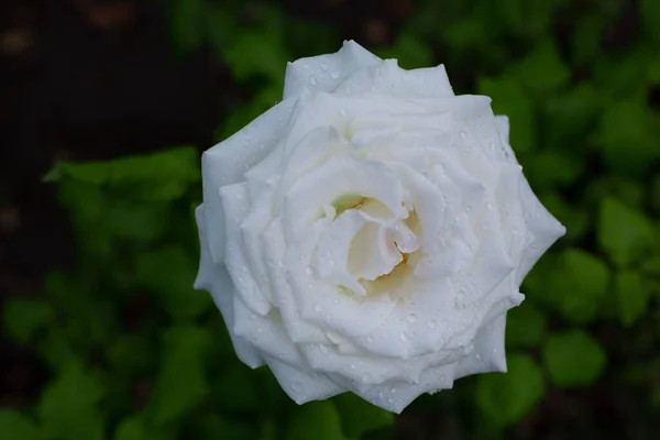 Beautiful Big White Rose Water Droplets Petals — Stock Photo, Image
