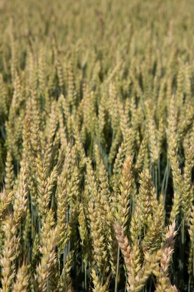 Weizenfeld Sommerlich Schönen Ähren — Stockfoto