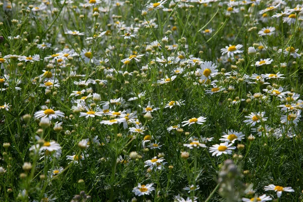 Schöne Sommerwiese Blumen Gänseblümchen Auf Dem Feld — Stockfoto