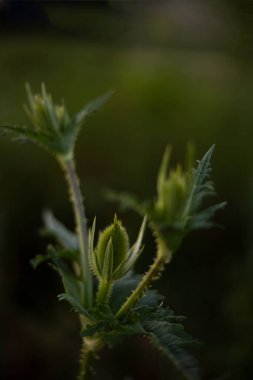 Ayrık iplik (Dipsacus laciniatus) - Yazın tarlada çayır çimenleri