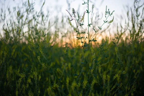 Grass Donnik Summer Meadow Grasses Field — Stock Photo, Image