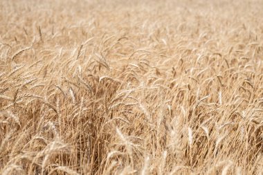 Yaz tahıl hasadında buğday tarlası