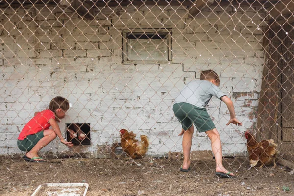 Boys in the chicken coop-collect eggs and catch chickens in the village in the summer