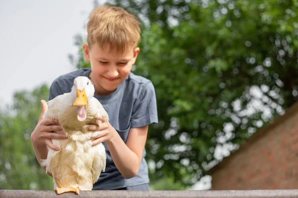 Ein Junge Auf Einem Bauernhof Hält Eine Ente Den Händen lizenzfreie Stockfotos