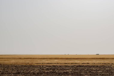 Tarlalarda tahıl hasadı - tarlada çalışan tarım makineleri