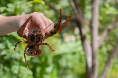 Bahçenin arka planında canlı kanser var. Nehir avı.