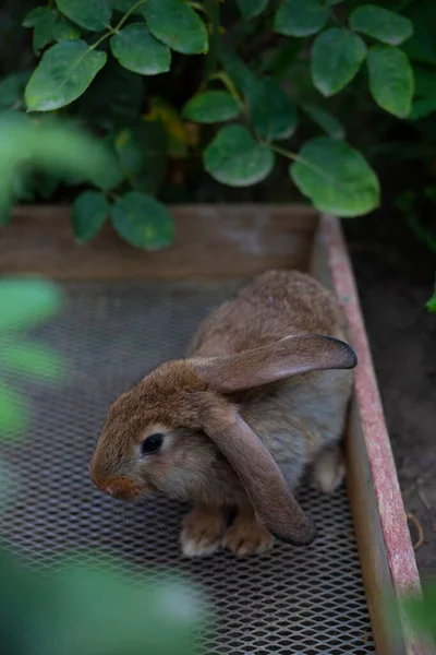 Lindo Conejo Mascotas Una Granja Entre Vegetación Día Verano —  Fotos de Stock