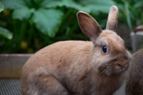 Lindo Conejo Mascotas Una Granja Entre Vegetación Día Verano —  Fotos de Stock