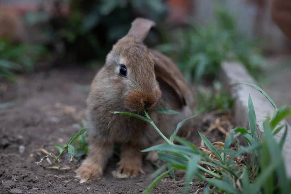 Niedliche Haustier Kaninchen Auf Einem Bauernhof Grünen Einem Sommertag — Stockfoto