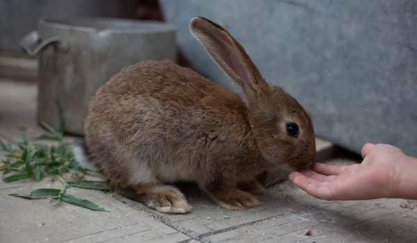 Lindo Conejo Gris Las Manos Cariñosas Hombre Una Granja Zoológico —  Fotos de Stock