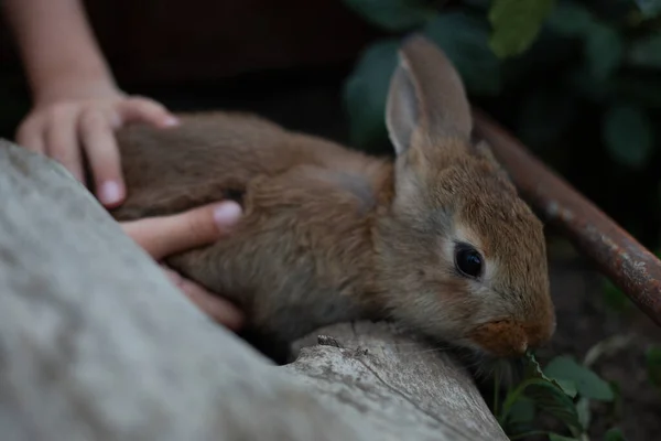 Lindo Conejo Gris Las Manos Cariñosas Hombre Una Granja Zoológico —  Fotos de Stock