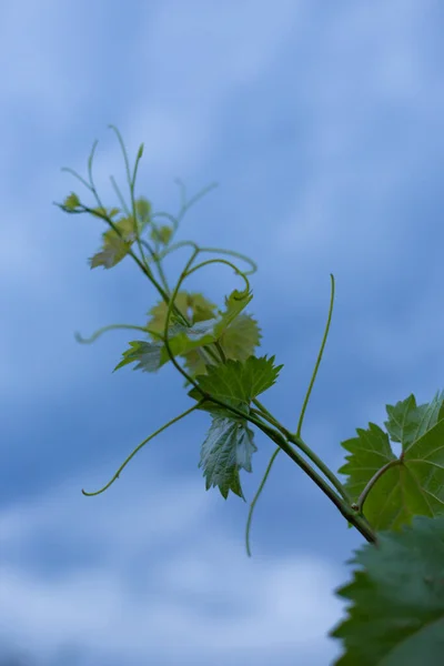 Vigne Sur Fond Ciel Bleu Beau Fond Soirée Été — Photo