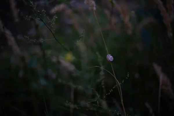 夏夜的风景 草茎上的蜗牛 — 图库照片