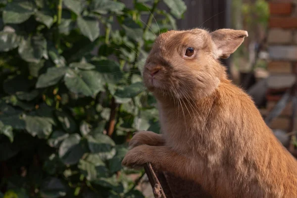 Lindo Conejo Mascotas Una Granja Entre Vegetación Día Verano —  Fotos de Stock
