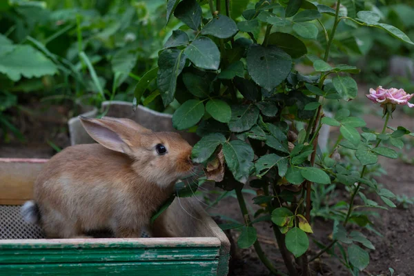 Lindo Conejo Mascotas Una Granja Entre Vegetación Día Verano —  Fotos de Stock