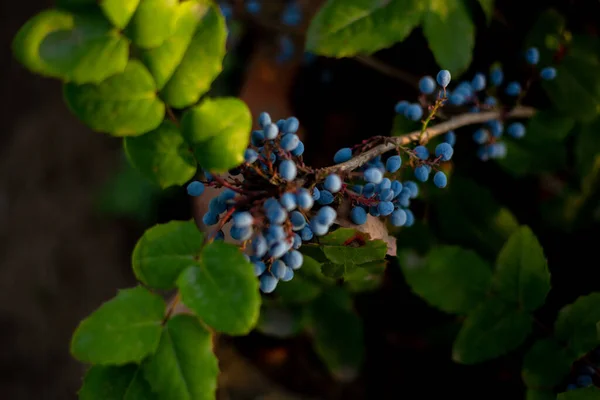 Σταφύλια Όρεγκον Μπλε Μούρα Ένα Μπους Στον Κήπο Όμορφη Νεκρή — Φωτογραφία Αρχείου