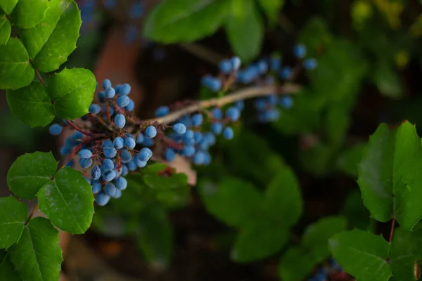 Oregon Traubenblaue Beeren Auf Einem Busch Garten Schönes Stillleben — Stockfoto