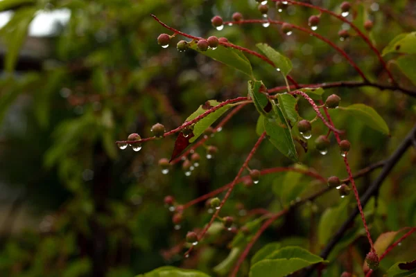 Déšť Zahradě Kapky Deště Větve Stromů Listí Bobule — Stock fotografie
