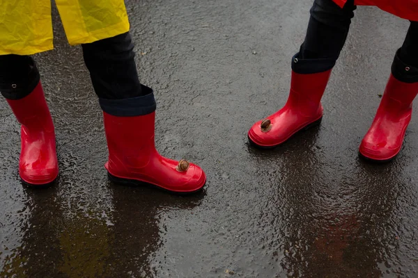 Snail Sitting Red Rubber Boots Walk Rain — Stock Photo, Image