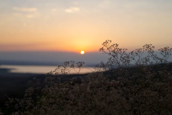 Beau Coucher Soleil Été Sur Une Colline Couverte Fleurs Prairie — Photo