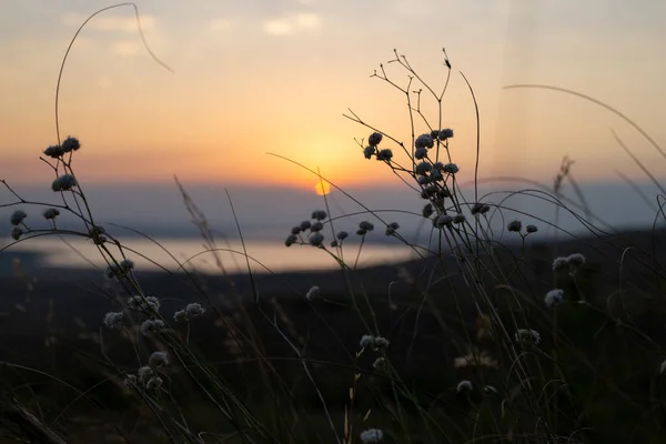 Güzel Yaz Günbatımını Bir Tepenin Üzerinde Çiçeklerle Çayırlarla Gün Batımında — Stok fotoğraf